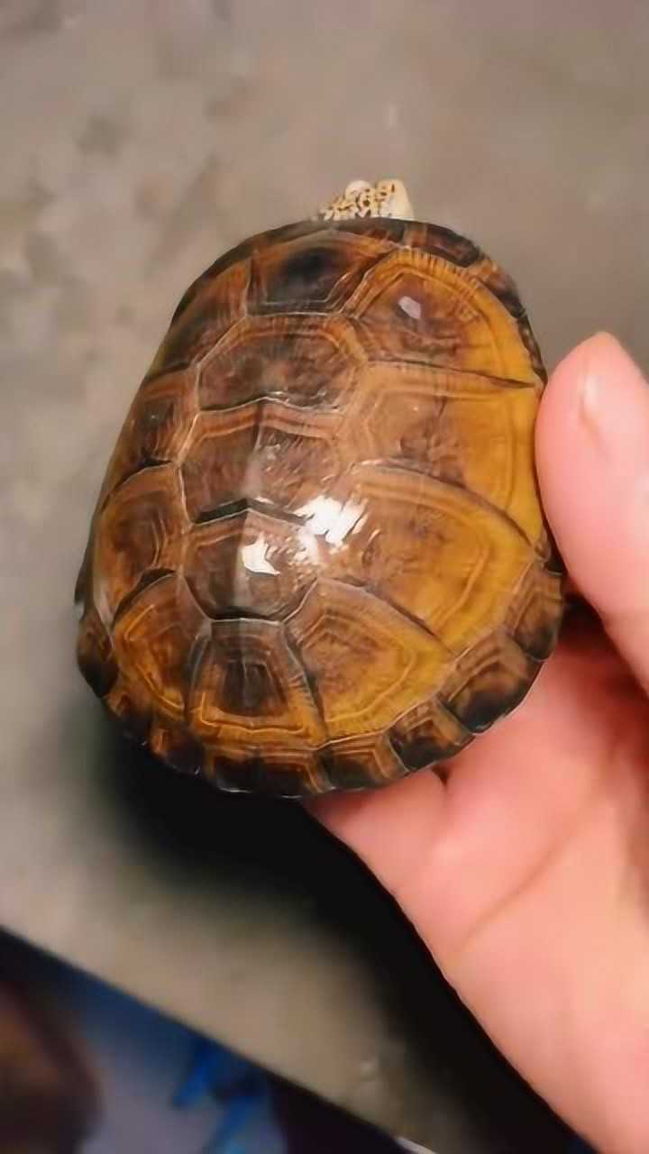 难得的大西非龟头纹非常不错哦网友五块钱给我收了