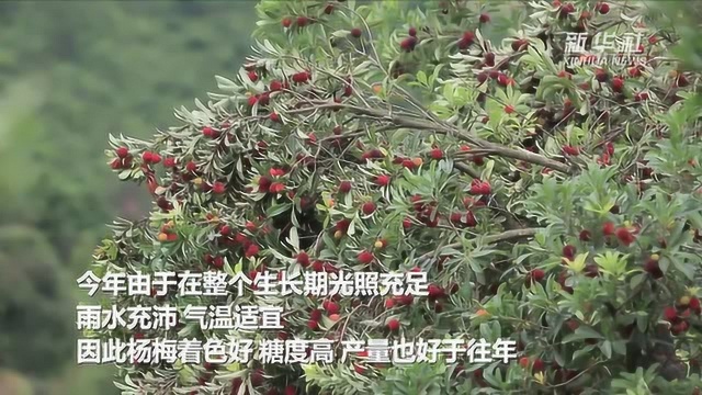 漫山杨梅红满枝 采摘尝鲜正当时