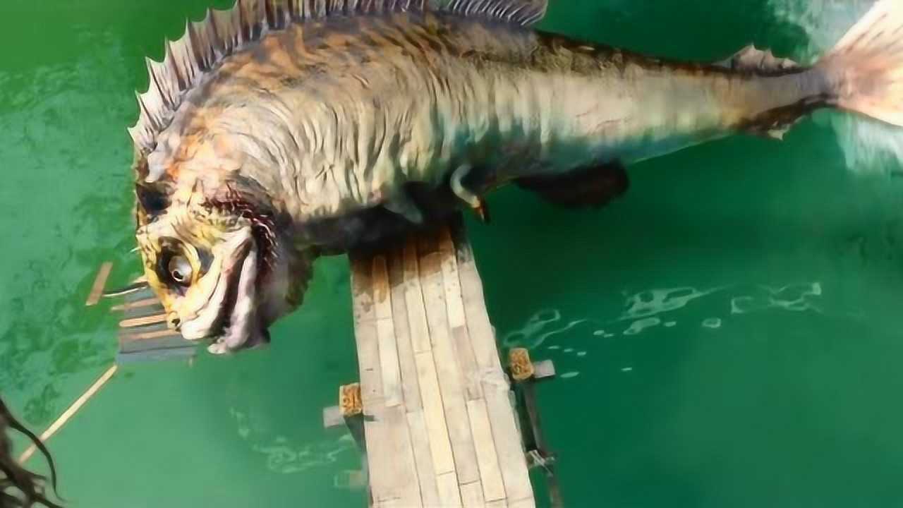 有四只脚的鱼,是什么鱼