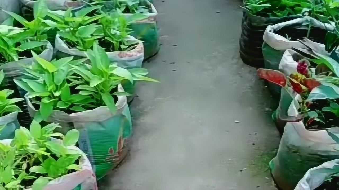 有洁癖的大妈,种菜也是与众不同,用米袋子种菜整洁干净