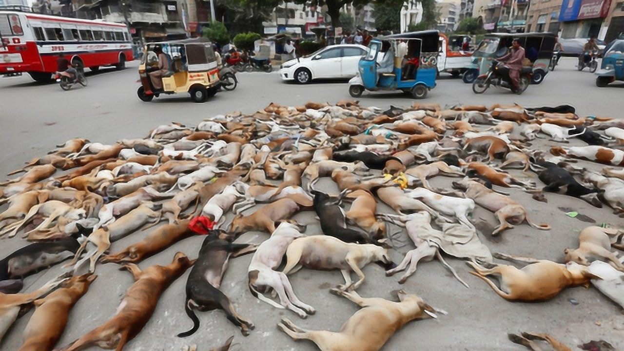 近千只狗狗尸体躺在马路上路人气愤得知真相让人泪目