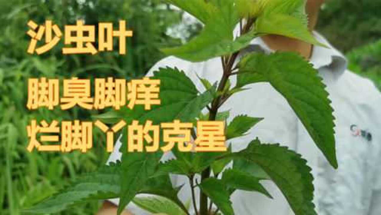 小哥哥上山为妻子采摘沙虫叶只为让妻子脚不再痒看着都暧心