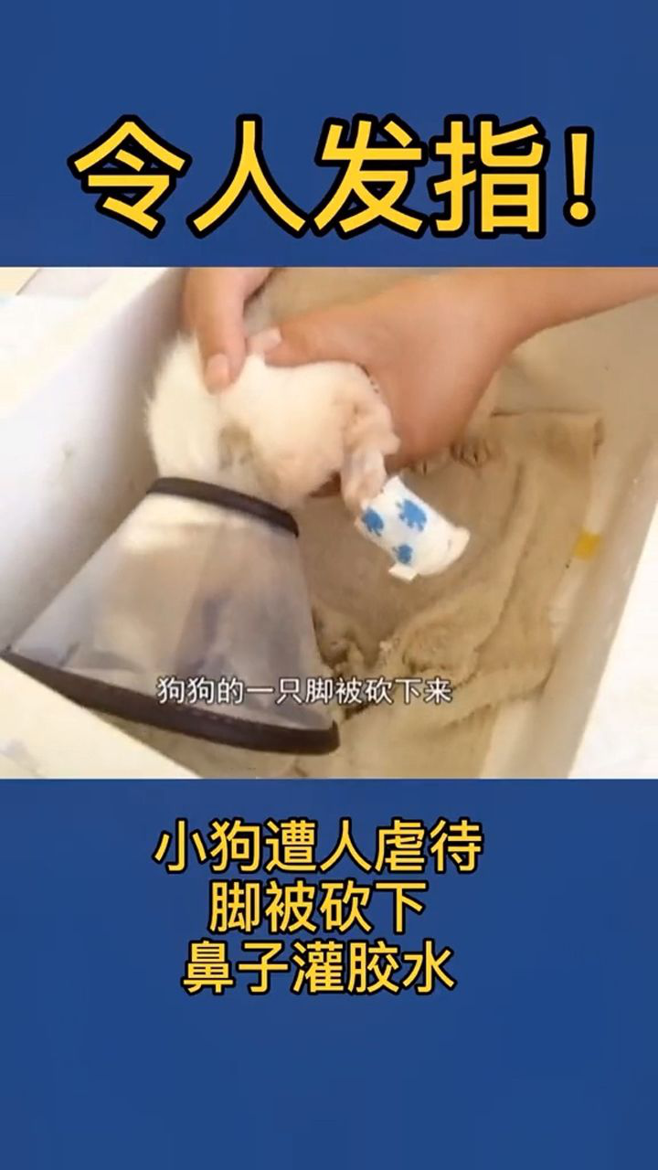 小狗被人虐得浑身是伤,希望找到虐狗者的猛戳!