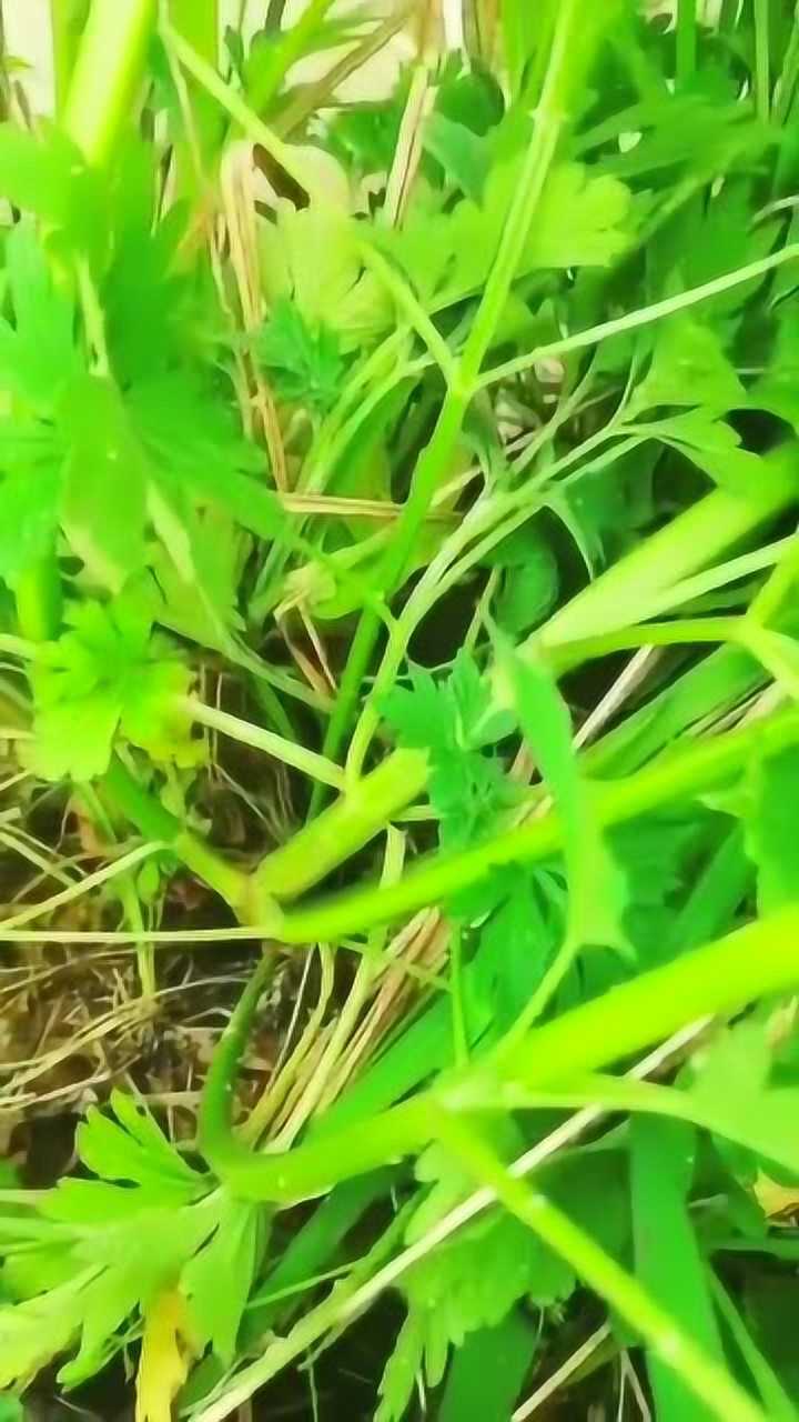 曾经养过兔子,发现它爱吃这种草,后来才知道,这是益母草