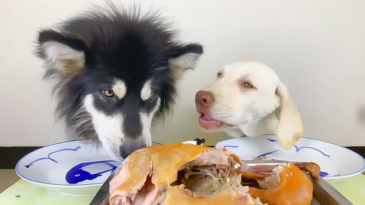 宠物吃播咀嚼声 狗狗声控吃烤鸭