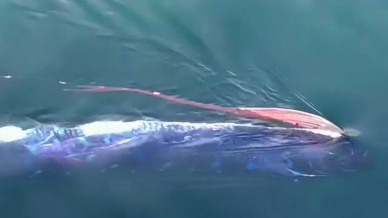 一辈子生活在深海底的皇带鱼今天突然浮出水面原因让人大吃一惊