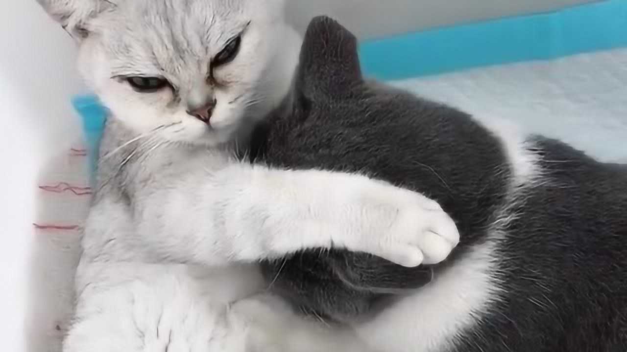 正主都在那排队呢你倒好鸠占鹊巢直接扑上去了这是成何体统