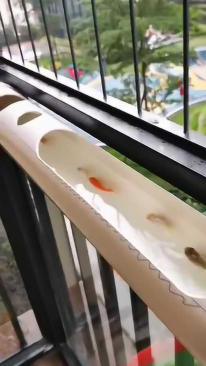 阳台水管上养鱼,会不会晒死?