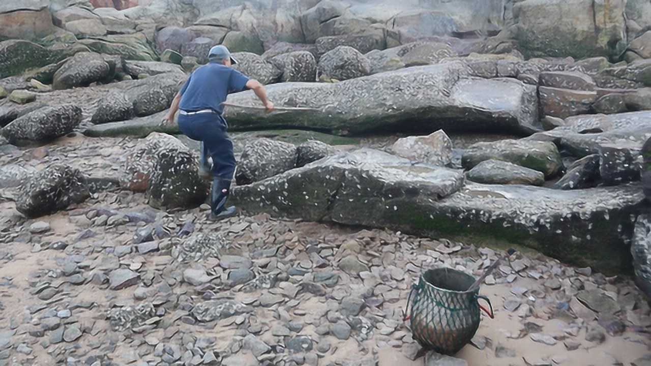 泰叔赶海找了个石头洞群刚走两步就发现大青蟹赶紧冲上去抓
