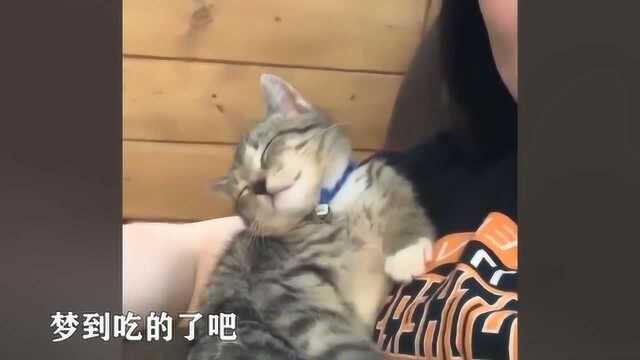 猫咪届吃货们,做梦梦到吃的都能好开心