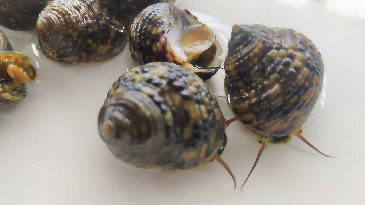 简简单单姜蒜炒露螺,炒一盘跑最快的螺,所有海螺中它最鲜