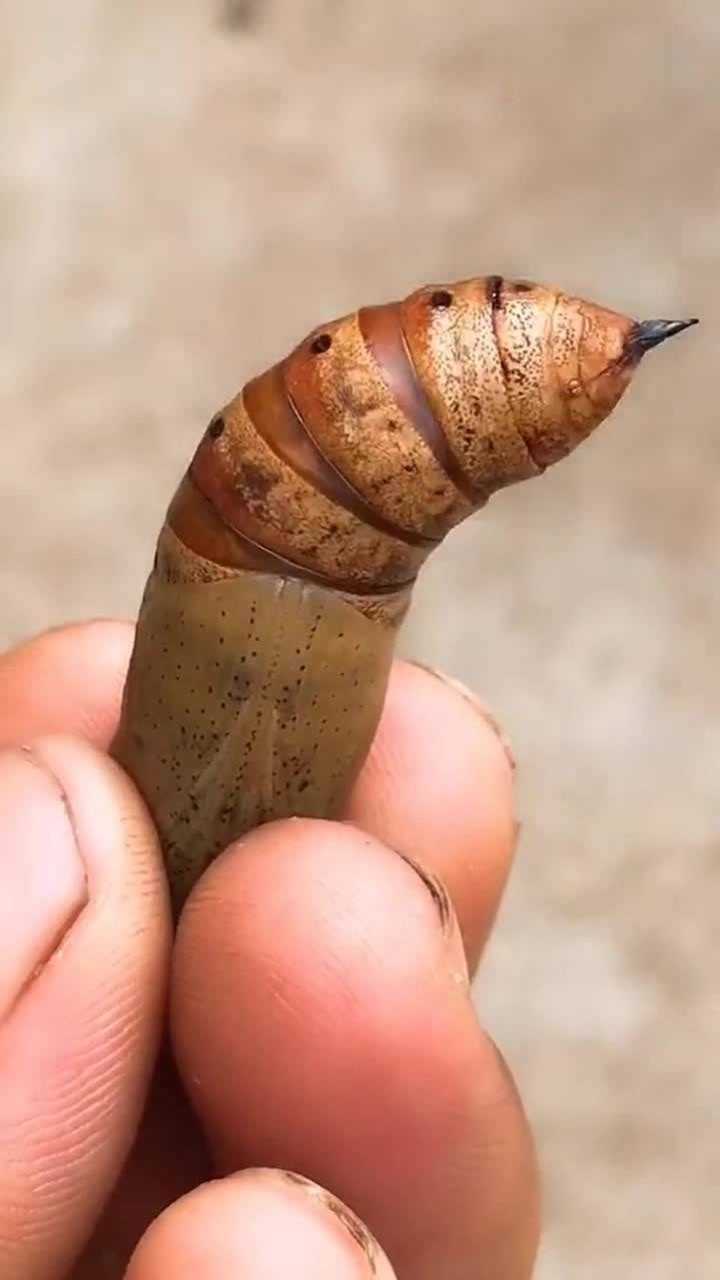 这个东南西北虫你们见过吗?