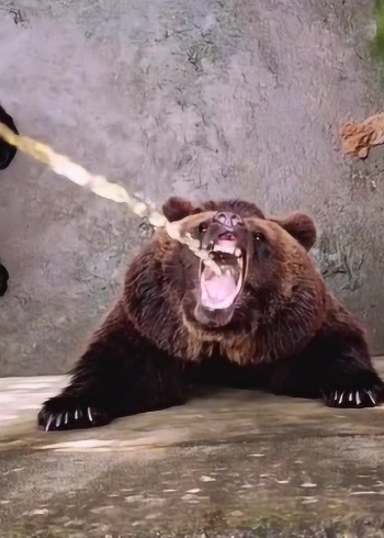 俄罗斯的大黑熊,喝酒当水喝,这酒量让我自愧不如!