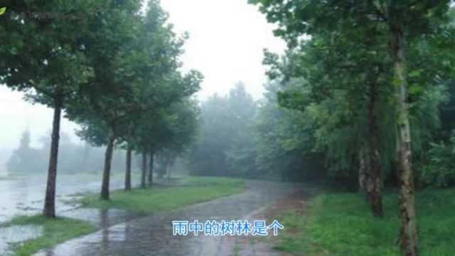 诗歌朗诵《雨中的树林》