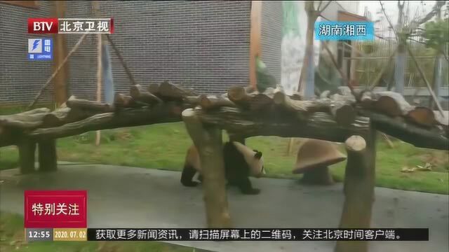 8只四川大熊猫在湘西凤凰与游客见面