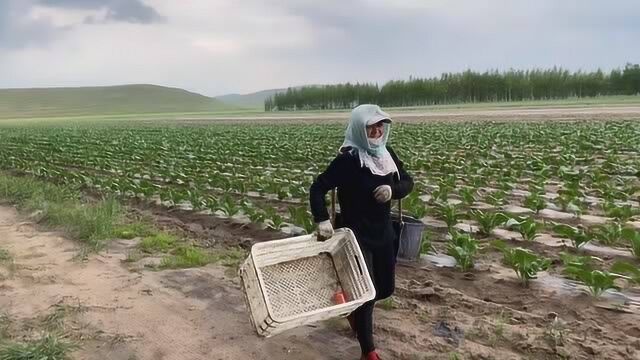 看看大妮姐家的菜苗,不用苗盘,比用苗盘长得还要好