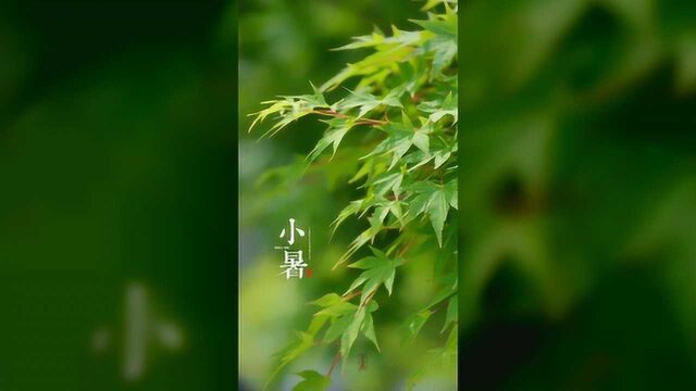 7月6日小暑节气祝福语暖心句子,小暑早安问候祝福语唯美图片