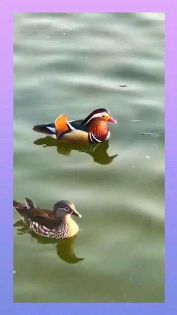 只羡鸳鸯不羡仙