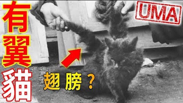 【UMA档案】有翼猫 长有翅膀的猫咪,又被称为猫中天使,真相?