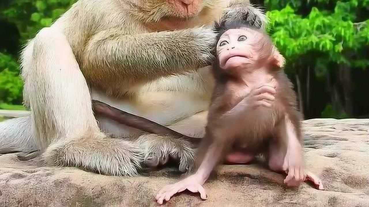 母猴给小猴子抓虱子,直接拽着头皮往后拉,这个妈妈下手真狠