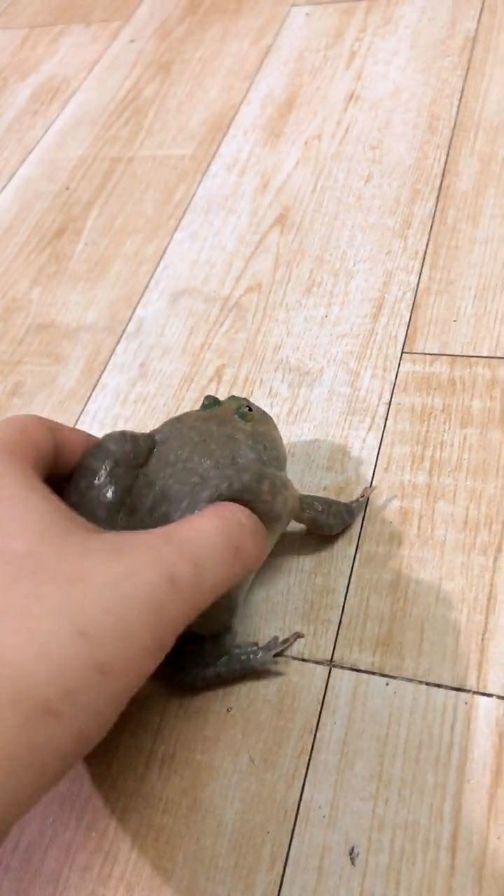 特别可爱的小丑蛙,看样子生气了,肚子都鼓起来了