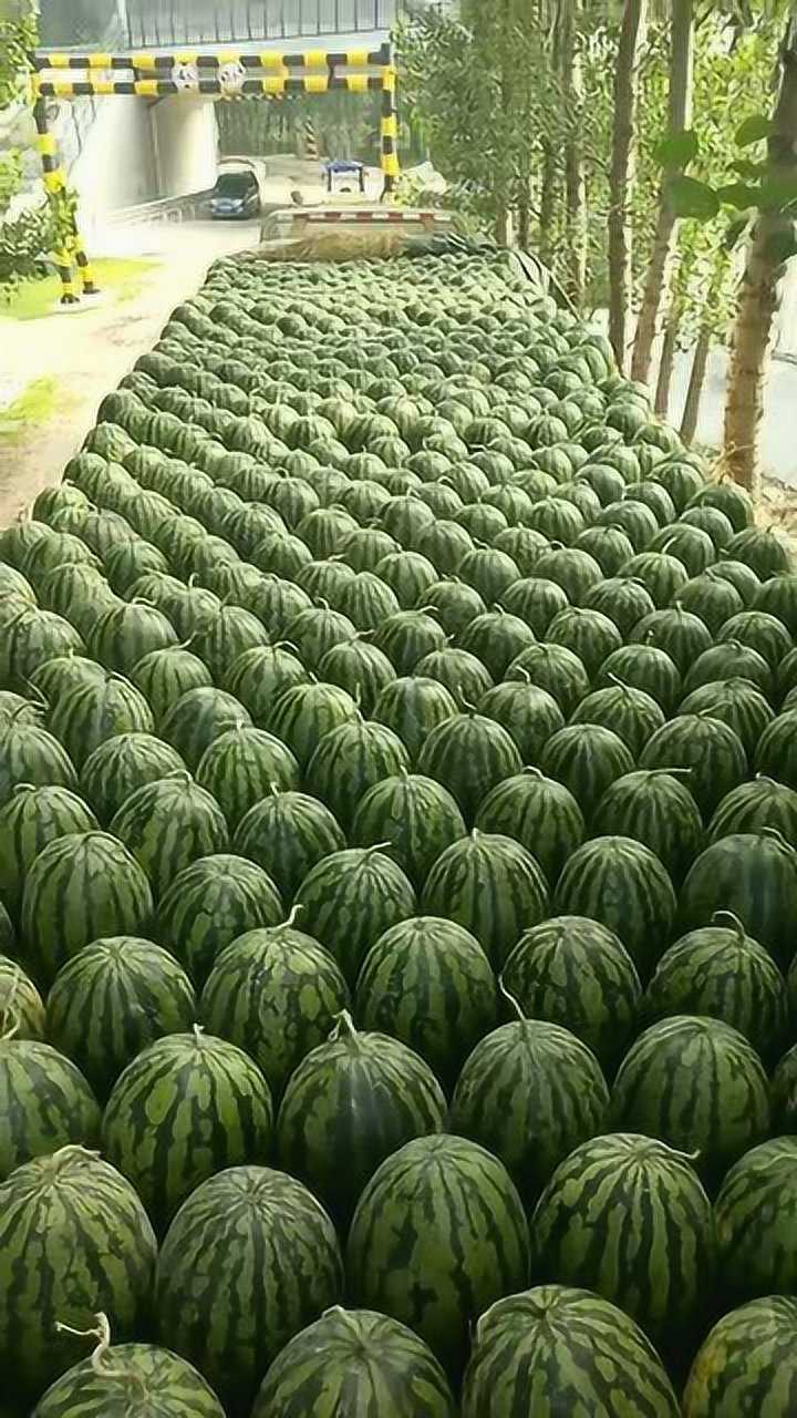 满满的一车西瓜,这西瓜装车装的整整齐齐,真漂亮