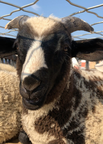 黑白花,小绵羊,叫声真好听