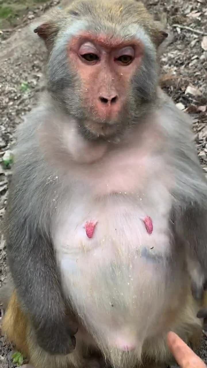 这个猴妈妈怀孕了看看这个大肚子居然让我抚摸起来了