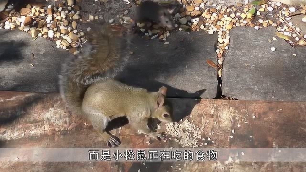 小老鼠和松鼠打架身手敏捷毫无破绽这个操作也没谁了