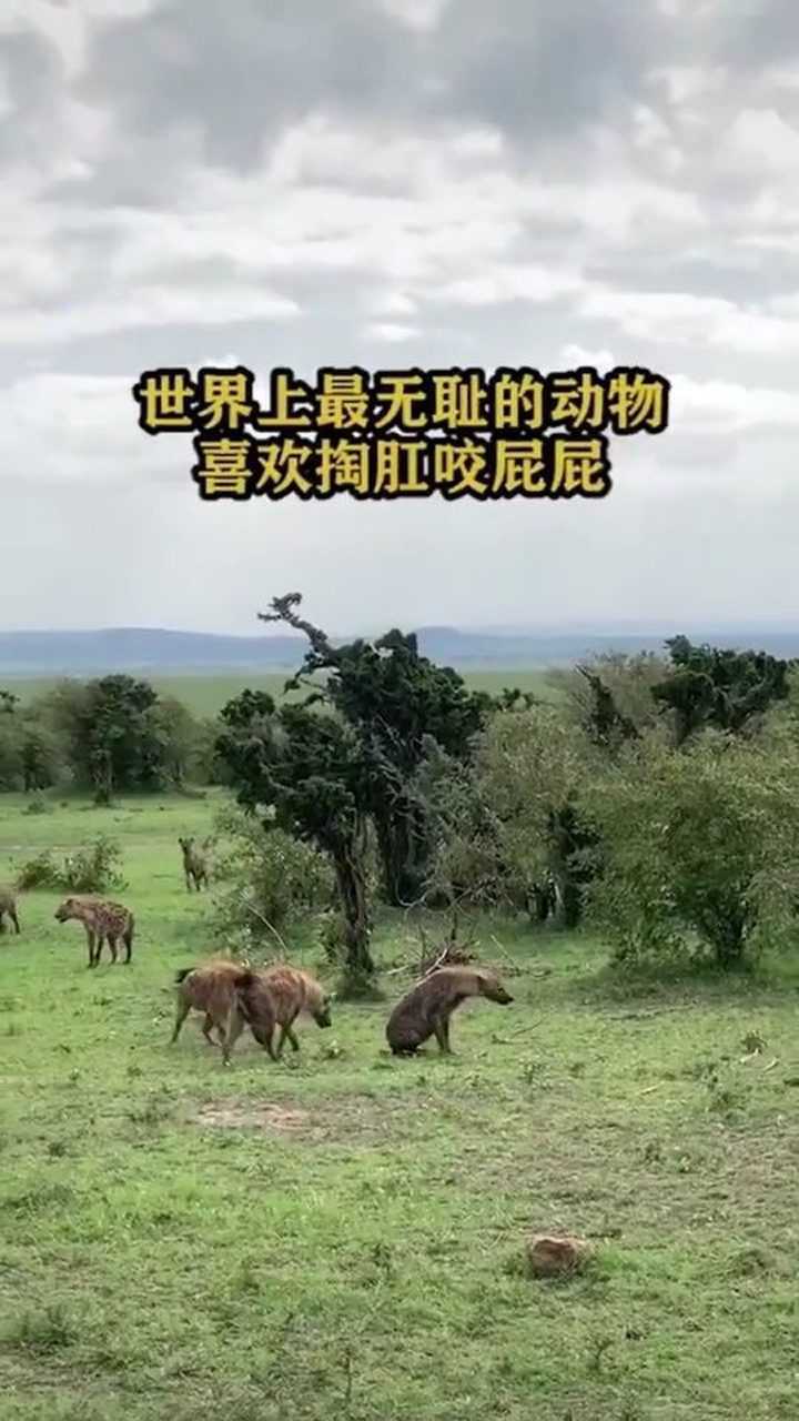 世界上最无耻的动物