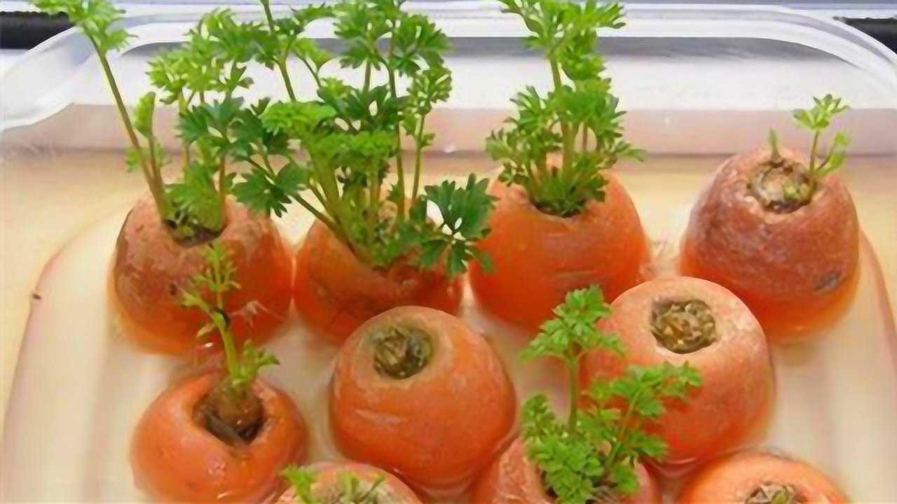 发芽的胡萝卜千万不要扔,泡水里长成盆栽,既便宜又美观