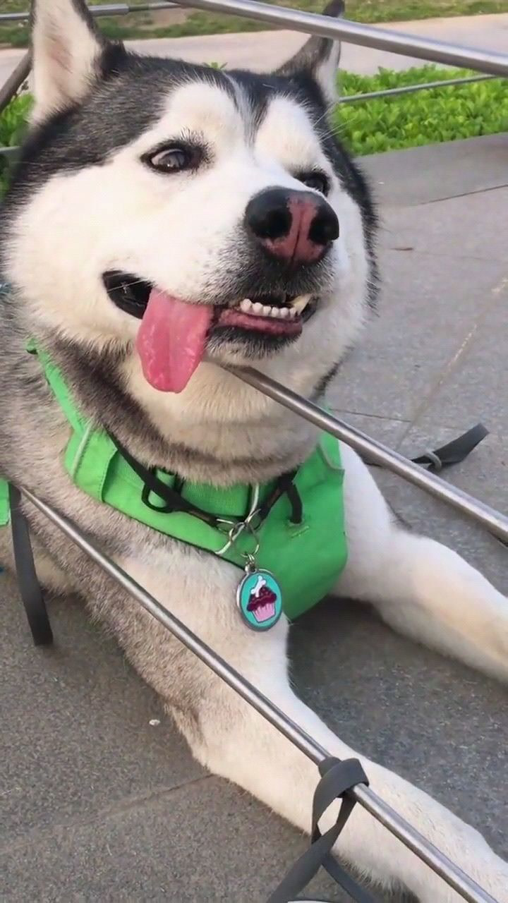 二哈无时无刻不在卖萌这无处安放的大舌头太抢镜了