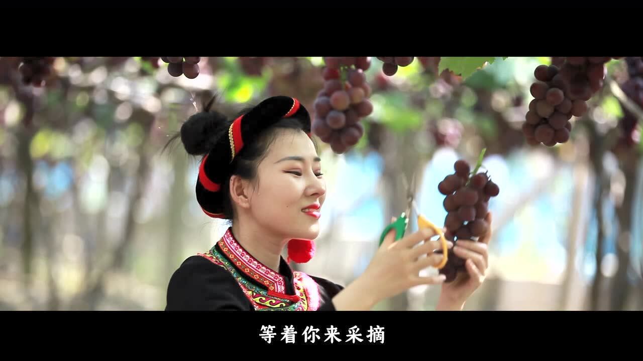 幸福的葡萄mv(王丽达演唱 07-17审稿用)