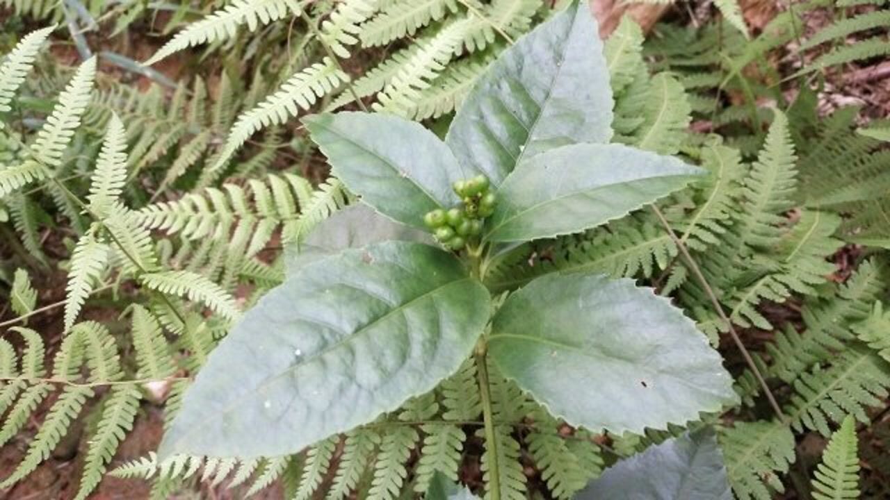 山上的九节茶也叫接骨木对跌打损伤有很好的帮助大家那有这种植物吗
