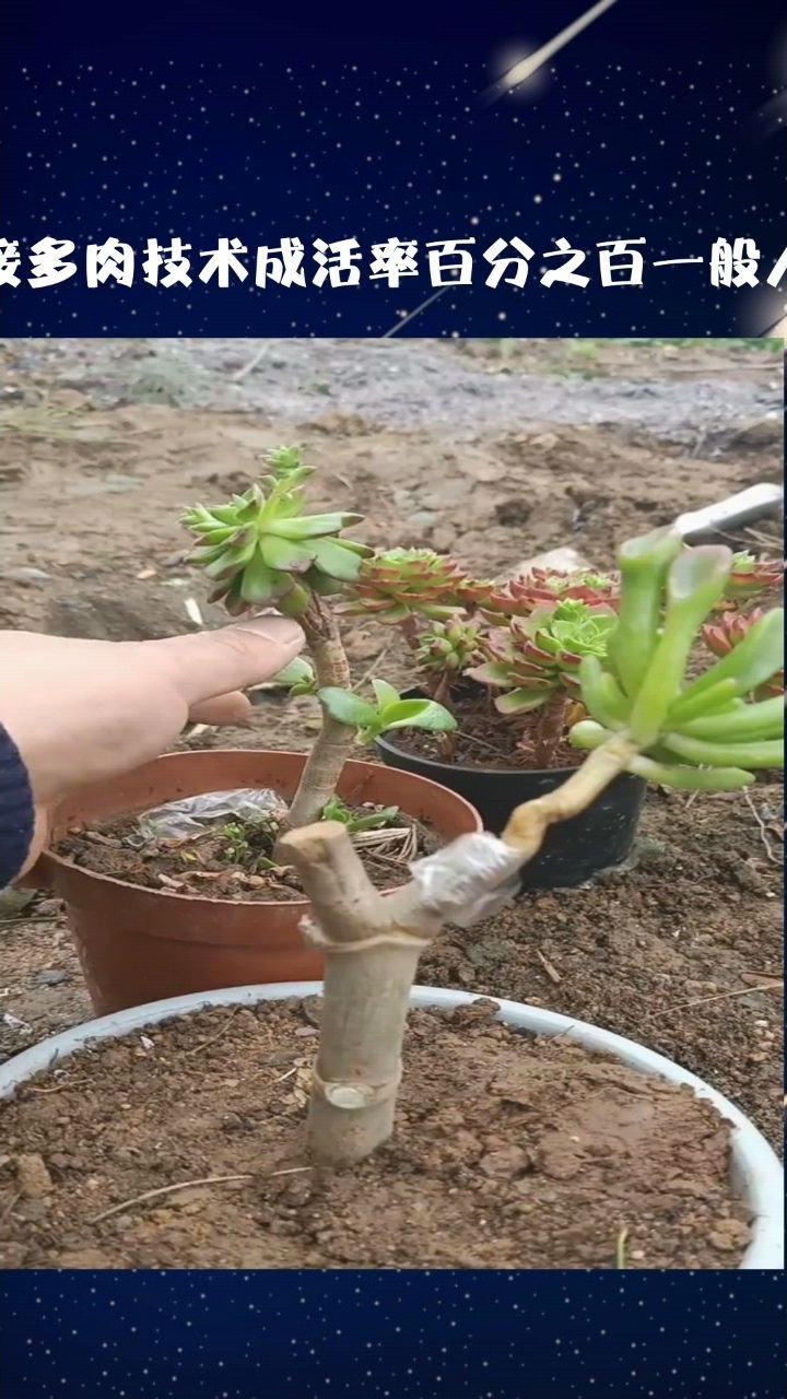 嫁接技术玉树嫁接多肉技术成活率百分之百一般人不会您学会了吗