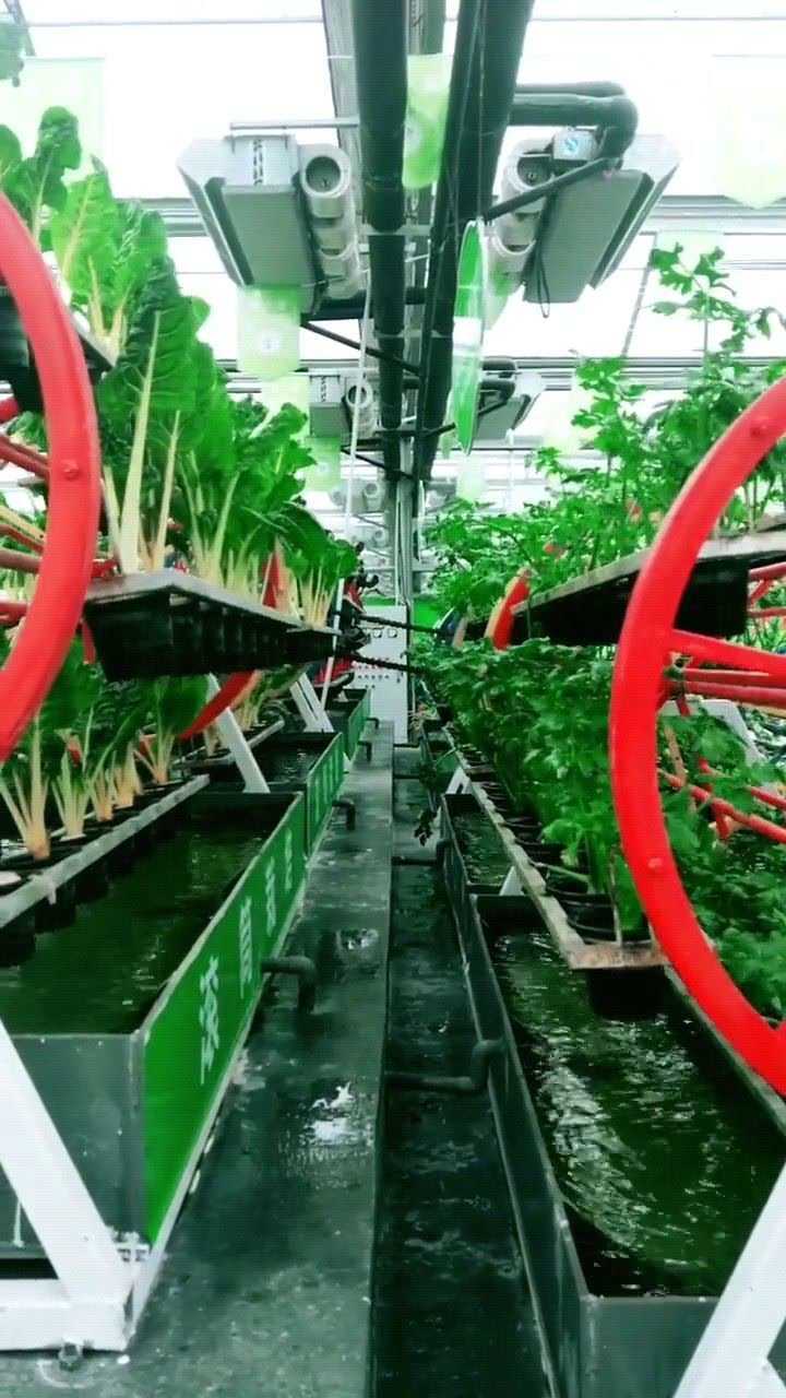 无土栽培技术,真先进