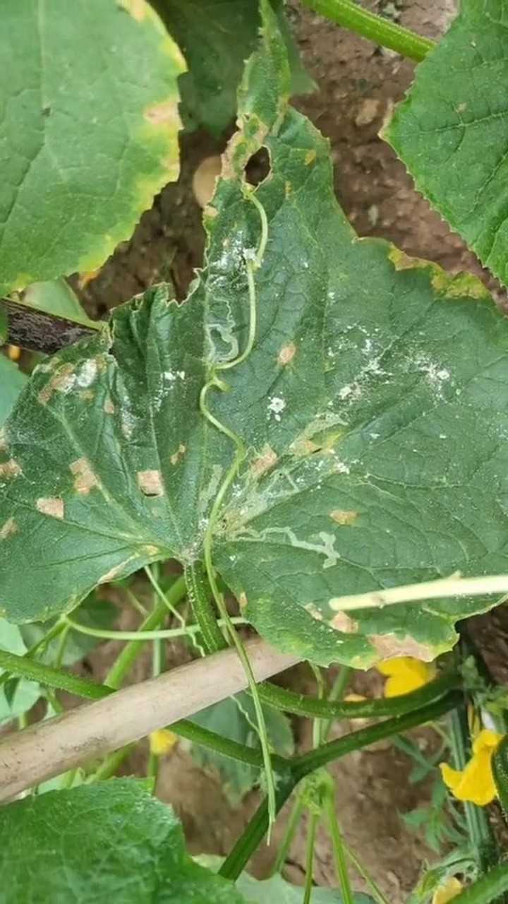 黄瓜黄斑,病毒病一招治愈