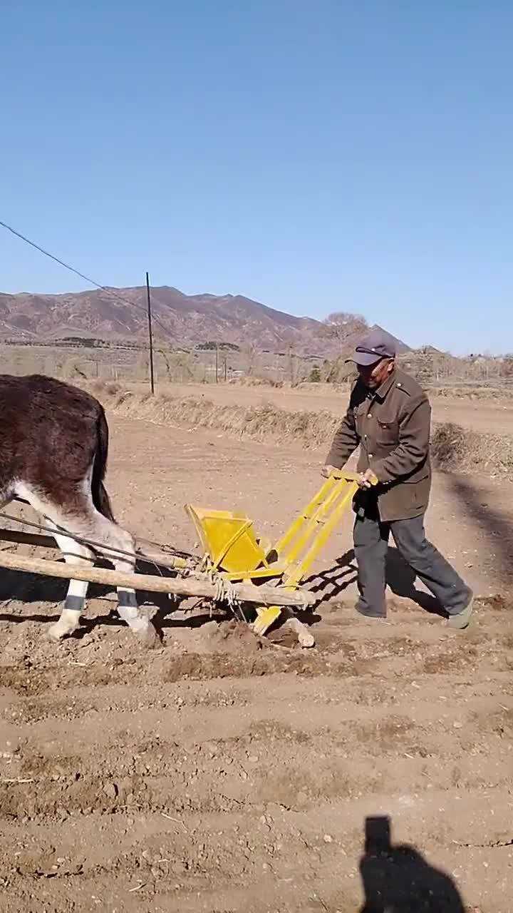 樸實的莊稼人,原始的耕種方式,這樣種地估計好多年輕人沒見過