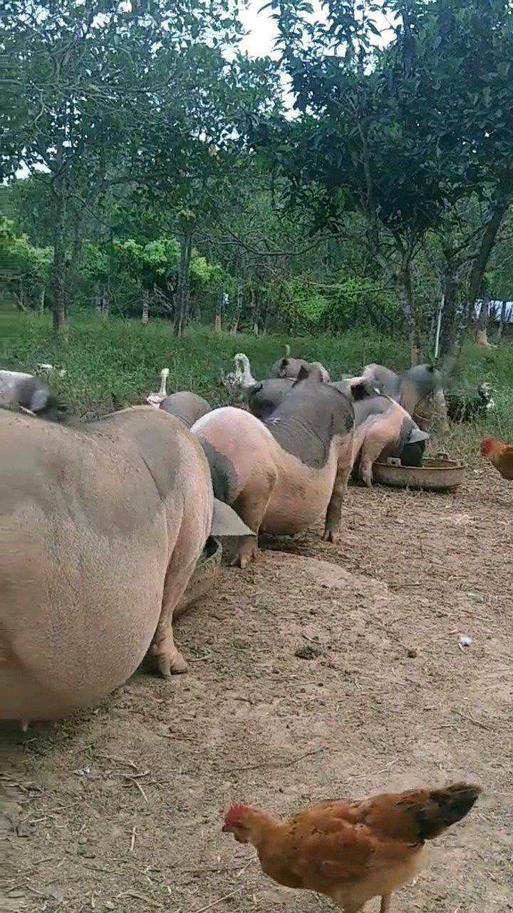 上千斤的大肥猪,真能吃