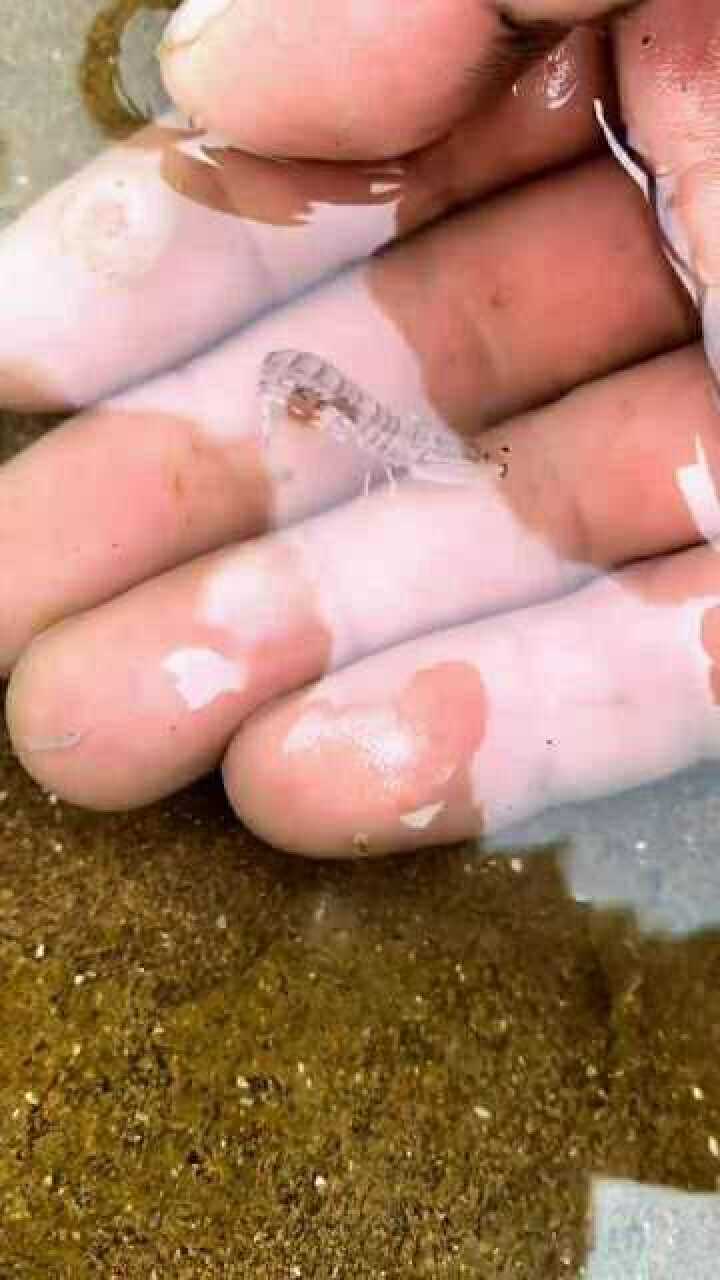 世界上最小的虾图片