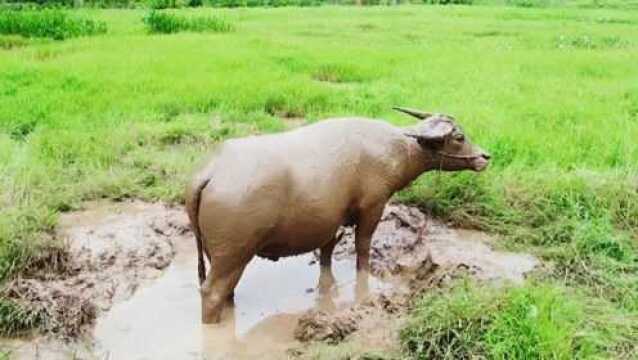 农村大爷养了一头大水牛,全村最凶,难怪两万块也不卖