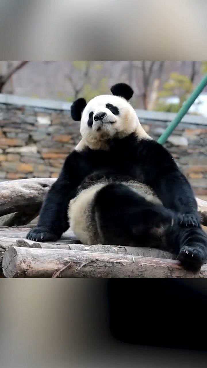大熊猫珍喜图片