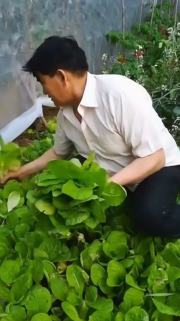 大衣哥家里菜园种的蔬菜,绿油油的看着真不错,大衣哥太朴实了