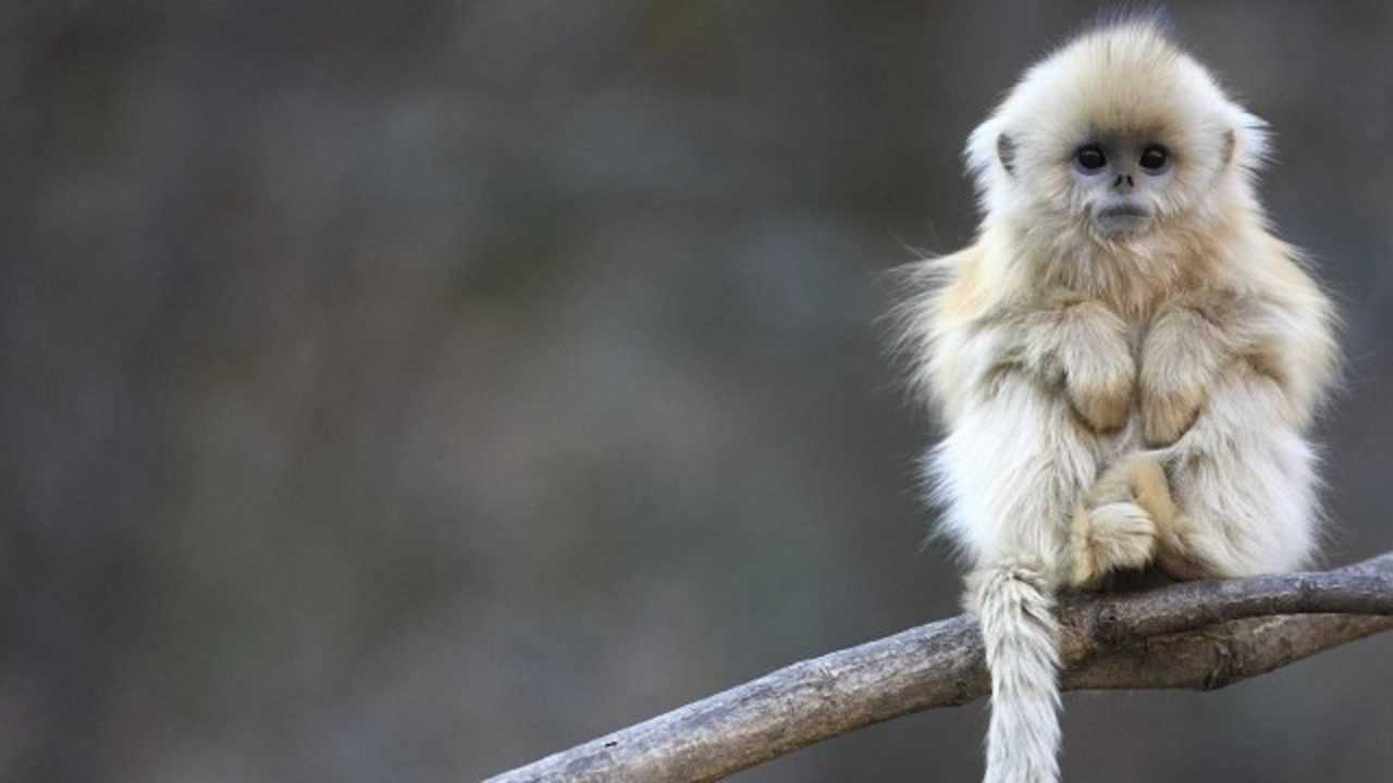 孙悟空的原型金丝猴竟是这样可爱的小猴子气质有些不符这是为什么