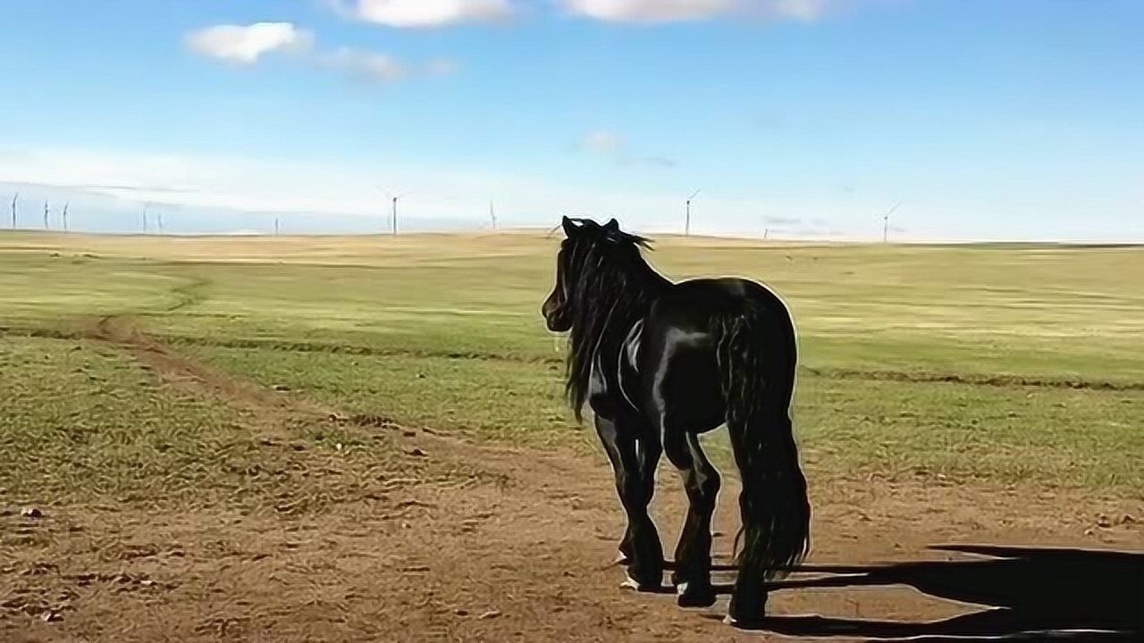 大草原上的乌骓马,让人痛彻心扉的悲情神马,当年乌骓别霸王是何等的