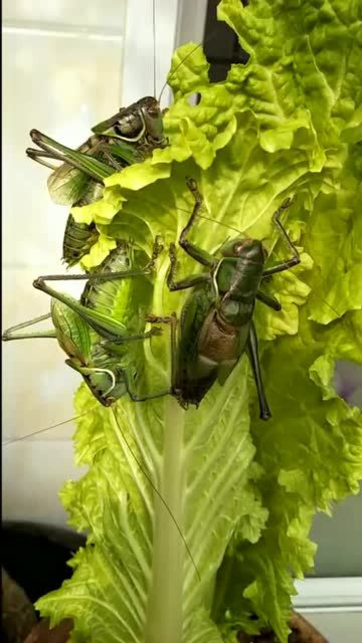 菜叶上趴了3只大蝈蝈!听听这叫声,感觉比唱小曲儿的还好听