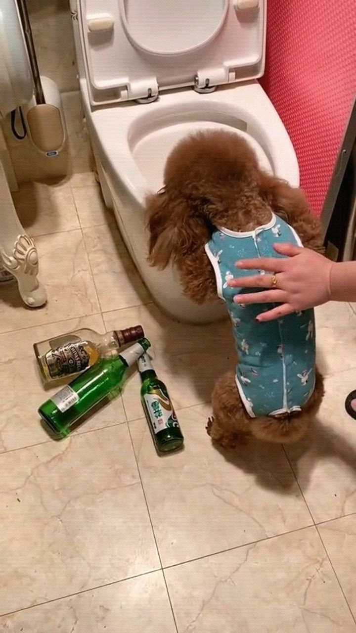 狗喝醉的时候和人是一样的看这小可怜醉的太难受了