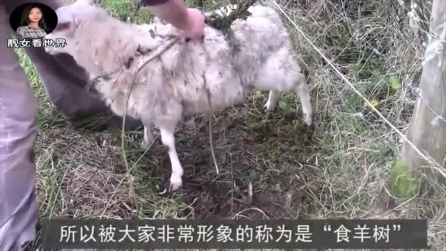 这种植物叫“食羊树”,能自己抓羊吃,农民看见就烧了!