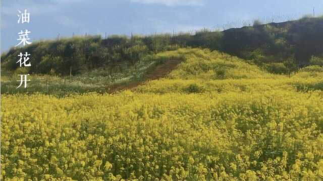 油菜花的一生