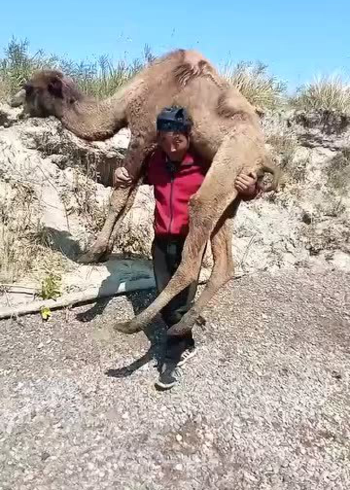 有一句俗语瘦死的骆驼比马大,大哥你太牛了